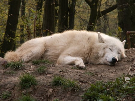 Arctic Wolf dreaming - wolf, wilderness, arctic, animals