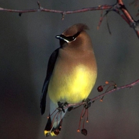 Cedar-Waxwing-Bird