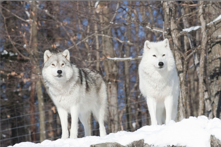 Arctic Wolves - wolves, nature, forest, snow, arctic