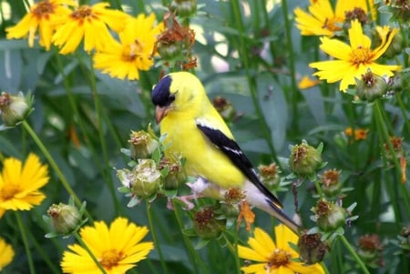 Goldfinch in Flowers - flowers, goldfinch, picture, beautiful