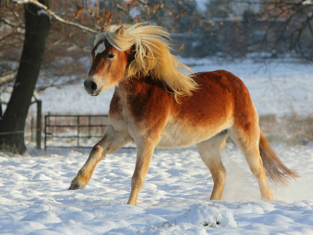 Beautiful horse in snow - horses