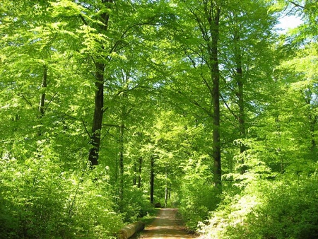 Beech Trees in May - leaves, green, trees, light