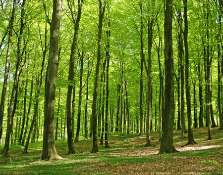 Forest of Beech Trees - trees, light, trunks, leaves