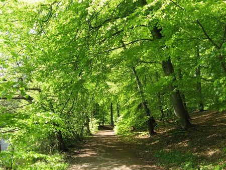 Cozy Pathway - leaves, path, trees, green