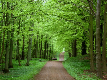 Morning Drive - road, trees, trunks, leaves