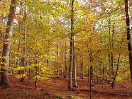 Light Autumn Day - leaves, trees, colors, autumn