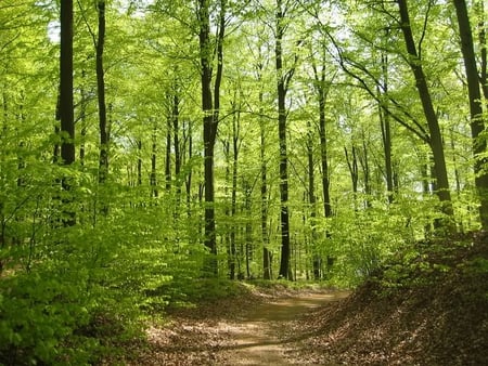 Trail Through the Forest - leaves, trees, trail, light