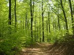 Trail Through the Forest