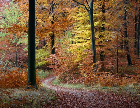 A Curved Path - leaves, path, colors, autumn