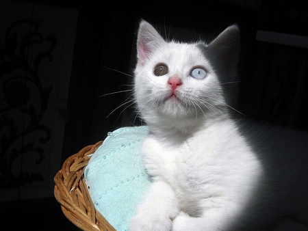 Different-Eyes-Color - picture, different, eyes, color, cat