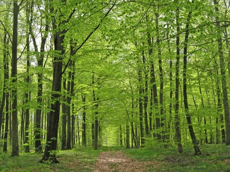 Taking A Walk - leaves, path, trees, light