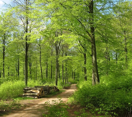 Going to get Wood - leaves, wood, path, trees