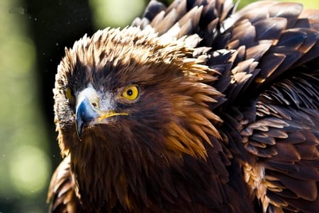 eagle - animal, eagle, bird, eyes