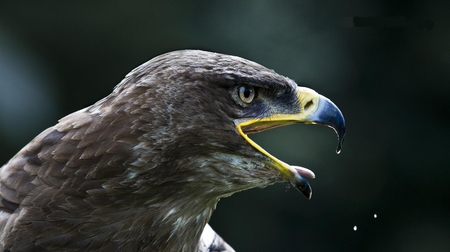 threat_is_coming - animal, eagle, bird, 3d