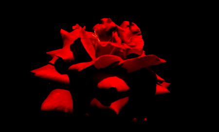 phantom_of_the_opera_rose - rose, flower, 3d, red