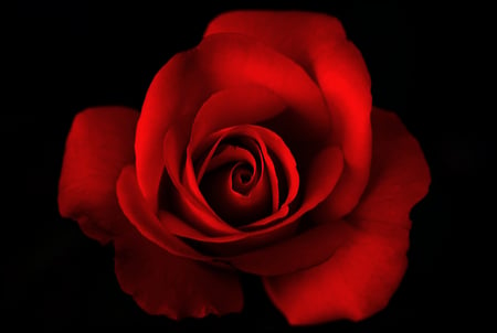 a_Rose-red - rose, flower, 3d, red