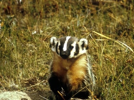 Badger-Animal - animal, picture, badger, cool