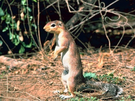 African-Ground-Squirrel - squirrel, cool, picture, ground, african