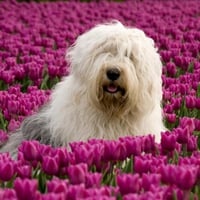 tulips and paws