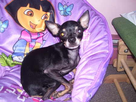 εїз  Sweetie  εїз - lavender, soul, small, sweetie, love, life, wonderful, black, dogs, blue butterfly, purple bed, violet, dora - the explorer, little, animals