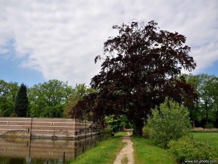 A Nice Walk - fence, trees, big clouds, field, path, country, scenery, grass, pond