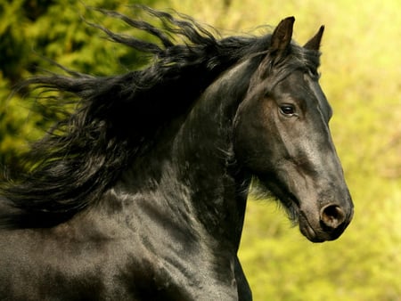 Beautiful Horse - horses