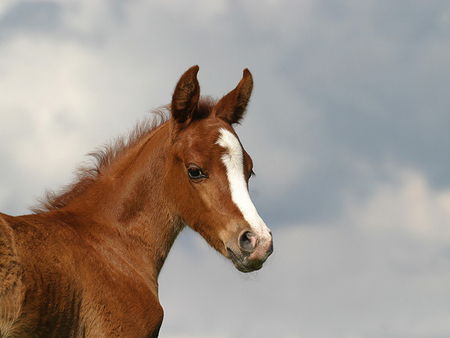 Young & beautiful - horses