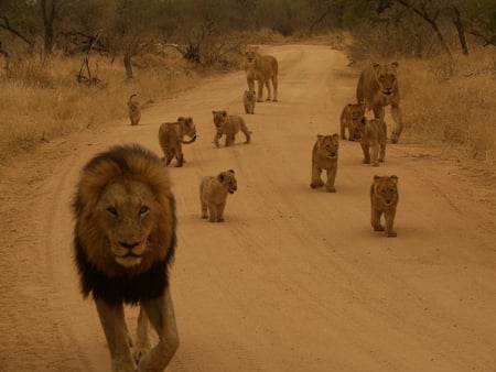 beautiful family - lions, photography, cats, beauty, cubs, baby, wild, animals