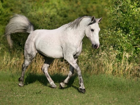 Amazing Horse - horses