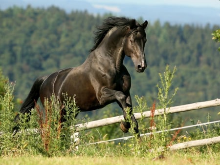 Beautiful Horse :) - horses