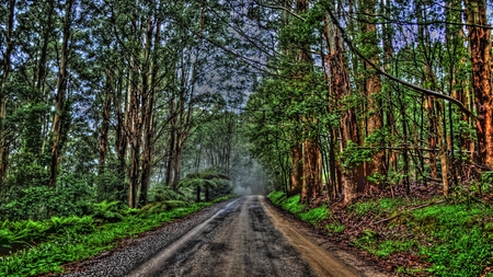 Country Road - artistic, countryside, trees, surreal, beautiful, green, majestic, hdr