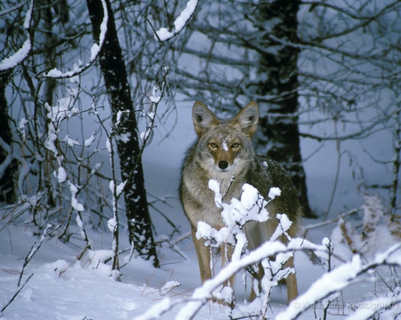 winter wolf - wolf, nature, snow, coyote, winter