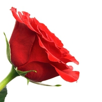 Red Rose for an Alone Heart