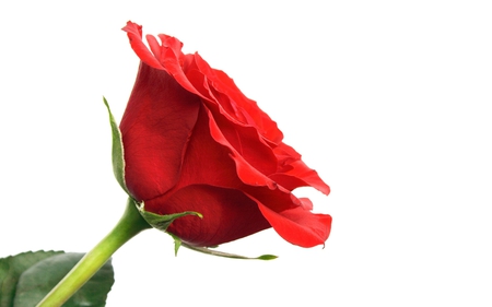 Red Rose for an Alone Heart - photography, rose, lovely, alone, lonely, red, beautiful, photo, flower