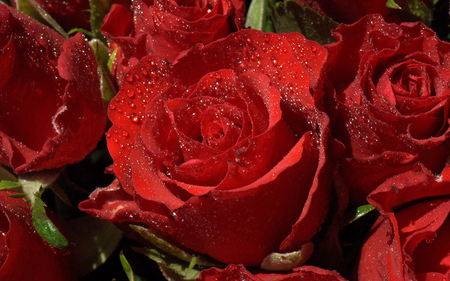 My Heart Tears on Your Beauty - love, roses, rain, photography, lovely, nature, view, alone, red, beautiful, flowers, photo, drops