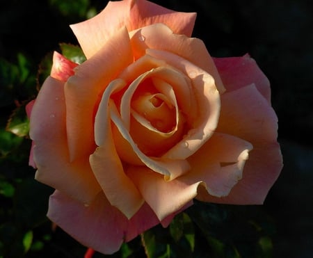 Just Peach - rose, petals, peach, leaves