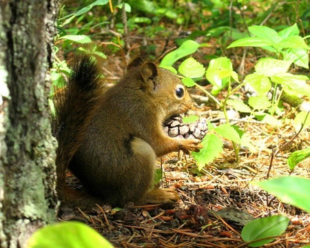 Pinecone Warrior - leaves, tree, squirrel, cone