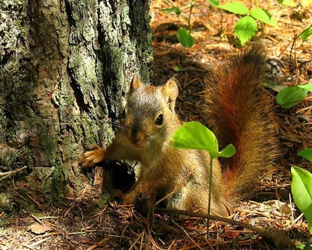 On the Hunt - leaves, tree, squirrels, pinecone