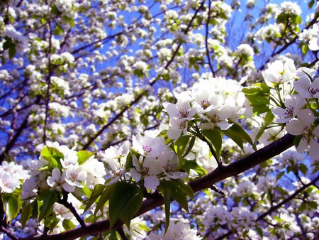 Cherry Blossom - sky, flower, tree, cherry