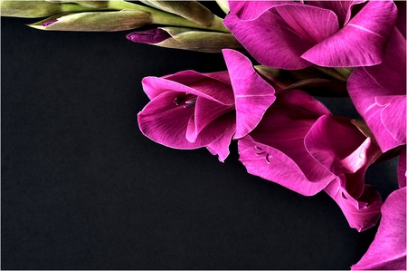 Gladiola-HDR - pretty, elegantly, great, photo, purple, black background, hdr, nice, gladiolus, delicate, beautiful, photography, beauty, lovely, cool, flower, harmony, black