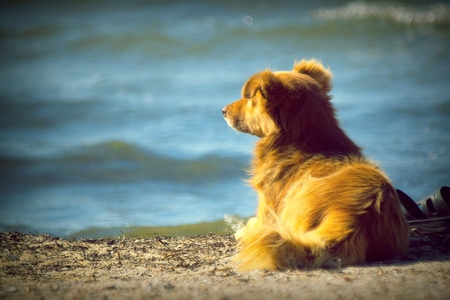 Waiting - sommer, sea, waiting, dog