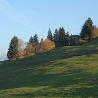 Rolling Hills and Trees