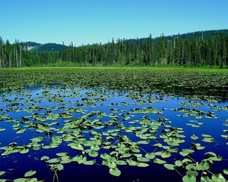 South Prairie Pond - sky, pond, trees, water