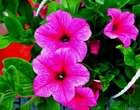 Petunia - petunia, flowers, flower, pink