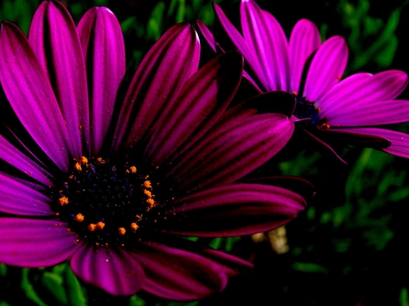 Flower - flowers, flower, dark, beautiful