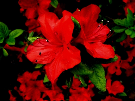 Flower - flowers, flower, red, red flowers