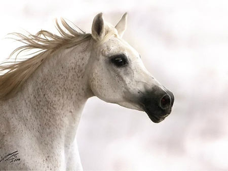 Arabian Horse - horses