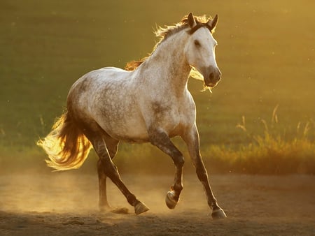 Amazing horse - horses