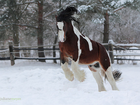 Gypsy Horse - horses