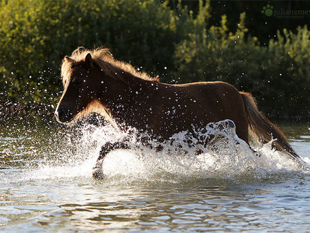 A good horse in the river - horses